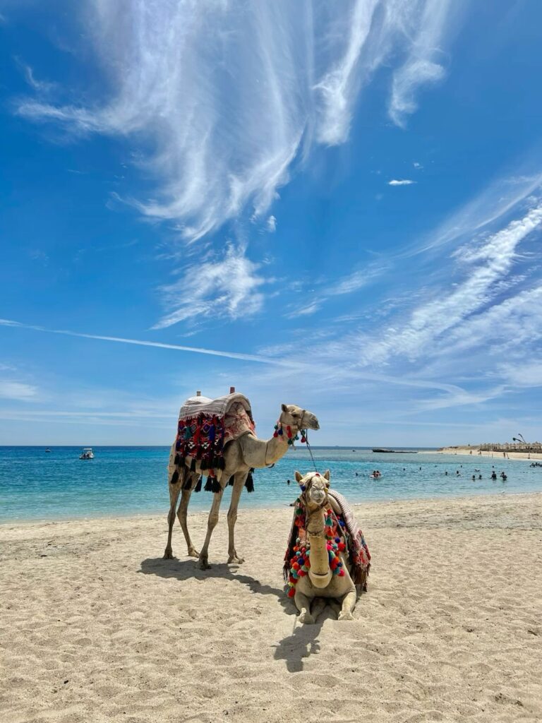 Camel Rides on the Beach